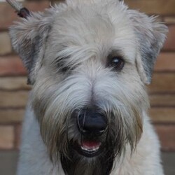 Oakley/Soft Coated Wheaten Terrier									Puppy/Female	/9 Weeks,Meet our sweet little wheaten girl, Oakley! Not Only is she beautiful in looks, her personality is the sweetest! Oakley can be registered with A.K.C. and is also microchipped with A.K.C. ReUnite. She is uptodate on vaccinations and dewormer . She will have her physical check done by our vet prior to going home. We provide a 1 year genetic health guarantee! Contact Christina today with any questions or for more info!