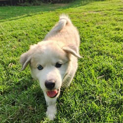 Adopt a dog:Denali AL/Great Pyrenees/Female/Baby,We're the Alaskan litter of 5 boys and 1 girl.
Our mom is a Husky and dad a Great Pyrenees. With our stunning blue eyes and thick, fluffy, long hair, we're sure to turn heads wherever we go.
As we already weigh 12-18lbs, we'll probably be 70+lbs.
We LOVE water!! Whether it's playing in the pool or splashing around in our water bowls, we always have a blast getting wet. 
We are happy, playful, love to snuggle and very talkative puppies!

Special Note- Due to being found under a porch, we had a fungal infection on some of our feet and tails.  The veterinarian believes this may have damaged our hair follicles, so our hair might not grow back in those areas. But that just makes us even more unique and special. 
We can't wait to find our forever homes where we can share our love, joy and playful spirit.

Are you ready to add some fluffy love to your life?

Local adoption fee is $250 (in TX)
Out of state adoption fee is $500 (includes transport to your area - $50 Temporary Fuel Charge will be added)