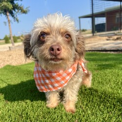 Adopt a dog:Lola/Schnauzer/Female/Adult,Lola is a gentle soul searching for a loving home. Found wandering the streets of Earth, Texas, with her puppy in tow, this sweet schnauzer/yorkie mix has endured hardship as a stray. Approximately three years old, 11 lbs., and in good health, Lola is now ready to embrace a new chapter. Shy at first, her true loving nature shines through with a little time and kind words. She is blossoming each day.  Lola is a quick learner and is mastering the art of leash walking and playtime fun! Imagine the joy of watching her blossom into a devoted companion inside your home. Lola yearns for a patient and understanding home where she can receive the love and care she deserves. Could you be the one to offer her the forever home she's longed for? Contact Saving Grace Rescue LBK if you would like to learn more about her.

****************************************************************************************************
For out-of-state adoptions:

Cat homes: If the dog has not lived in a foster home with cats, the home will not be considered since we can not safely say they are good with cats.

PFR ADOPTION FEE:
$500 (includes transport)

All directly adopted dogs come vaccinated, microchipped, spayed / neutered, if 6 months or older require a negative heartworm test, and up to date on flea & tick preventative and heartworm preventative if applicable. Your adoption allows us to continue our mission. Thank you for opting to adopt!

Project Freedom Ride Drop Off Locations:
Northwest Route: Salt Lake City, UT - Meridian, ID - Mt. Vernon, WA - Seattle, WA – Richland, WA – Oregon City, OR

Northeast Route: Kansas City, MO – Des Moines, IA - Springfield, IL – Indianapolis, IN - Minneapolis, MN – Stevens Point, WI – Madison, WI – Chicago, IL – Grand Rapids, MI – Lansing, MI – Cleveland, OH, Columbus, OH – Pembroke, NY - Syracuse, NY - Castleton on Hudson, NY - Newburgh, NY - Bedminster, NJ - Pittsburgh, PA – Philadelphia, PA – Halethorpe, MD - Springfield, VA - Richmond, VA