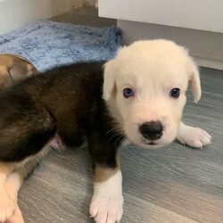 Adopt a dog:Ronaldo/Mixed Breed/Male/Adult,Meet Ronaldo!!! This fluffy male puppy is 8 weeks old. Mom is a lab mix and other dogs on the property we know of were Goldens but only DNA will tell!!! Ronaldo is ready to adopt!! Ronaldo is all puppy!!! He has an adventurous spirit and is curious about everything!!!! Look at that face!!!!