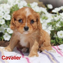 Ruby/Cavalier King Charles Spaniel									Puppy/Female	/8 Weeks,Hey There, My name is Ruby! I am a very beautiful female AKC King Charles Cavalier puppy. I was born on May 31st, 2024. I am such a sweet girl! I am looking for my new family, could that be with you? If you choose me I will come home to you microchipped, AKC Registered and I will also come with a 1 year Health Guarantee. If you think that I would make the perfect addition to your family, then please call or text to find out more information about me!