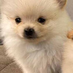 Purebred Female Pomeranian Puppy For Sale/Pomeranian/Female/Younger Than Six Months,Purebred female purebred Pomeranian puppy ready for her forever home.Very playful and cheeky but sweet at the same time.She comes vaccinated, microchipped, wormed and vet checked. She is in perfect health.She is un desexedLooking for a beautiful loving home only.Chip number- 991001005425859Please no time wasters$1800