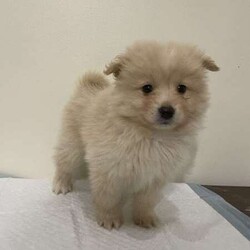 pomeranian puppies looking for their new home/Pomeranian/Both/Younger Than Six Months,I have 6 puppies looking for their new home, they come microchipped and vaccinated and wormed fortnightly, currently training them on puppy pads.d.o.b 4th june 2024.pic 1 male, creampic 2 female, cream and whitepic 3 male, sablepic 4 female, cream and whitepic 5 male, creampic 6 female, blackif interested text me on ******** 010. REVEAL_DETAILS pick up only, no freight.