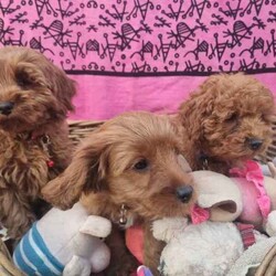 TEACUP Toy Cavoodles *Ready now* 95% toilet trained/Poodle (Toy)/Both/Younger Than Six Months,Cavoodles: Ready NOWHealthy & happy puppies