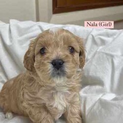 Toy Cavoodle puppies 5 available/Cavoodle/Female/Younger Than Six Months,