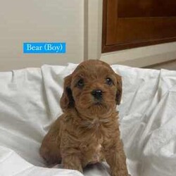 Toy Cavoodle puppies 5 available/Cavoodle/Female/Younger Than Six Months,