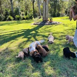 Cavoodle puppies toy & mini size/Cavoodle/Both/Younger Than Six Months,We have 3 litters of puppies all close in age.All have been vet checked, microchipped & vaccinated. They come with a health guarantee, 6 weeks free health insurance and a puppy pack with your essentials.I’m a registered and experienced breeder through MDBA & registered through council. I take pride in raising puppies to be healthy, and good looking with a great temperament and take the time to train them and give them the best start in life so you get the perfect dog. Puppies get house training plus plenty of outdoor play as well to help their development and give them a happy and enriched life. They are raised in our family home with lots of love and stimulation and early training. They are raised amongst our other dogs, small and large, and our 2 cats. All parents have been health tested by the vet and had DNA tests as we only breed the healthiest, perfect dogs. You may view their test results in person.First litter is Mia & Kodi’s. Mia is a first generation toy cavoodle and Kodi is a pure breed mini poodle. This makes these pups F1B.If you don’t want a tiny dog , but love cavoodles, these will be perfect for you. They will be a bit bigger in size but still small dog size. 4 boys & 2 girls in this litter.Second litter is Chloe & Finn’s. Chloe is a Blenheim King Charles Cavalier and Finn is a tiny toy poodle. This makes them F1 cavoodles.This is their 4th and final litter and we have plenty of pictures of their previous litters pups and how they now look as adults. We have 4 girls and 2 boys.Third litter is Koda & Elvis’s. Both are F1 cavoodles, making their pups F2. Koda is Chloe & Finn’s daughter from an earlier litter. 2 girls, 2 boys.Note that some pups are already sold. Enquire by message here or text or Join our Facebook page for plenty more pictures and information; Glorbear’s Glorious Theodore’s (Cavoodles) .You’re welcome to view pups by appointment at our home in Burpengary or if you’re too far away, by video chat. Make an appointment now to come this weekend. The first 2 litters are now ready to go.We can organise transport to other cities or states at buyers cost if needed.Serious enquiries only please.
