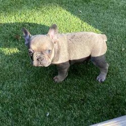 Ready now, stunning purebred French bulldogs /French Bulldog/Female/Younger Than Six Months,Stunning purebred French bulldogs available now 9weeks old Got a choice of 4 stunning frenchies to choose from.2girls - 1x blue colour 1x blue/white2boys - 1x blue colour 1x fawnAll 4 puppies have blue colour eyesAll puppy’s have been vaccinated/microchipped/vet health check. All puppy’s are super healthy have all paperwork. $2500 (ready now)Ayhan ******3525 REVEAL_DETAILS 