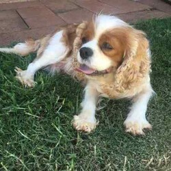 Adopt a dog:Cavoodle Puppies 1st Gen Cavalier King Charles Spaniel x Mini Poodle/Cavoodle/Both/Younger Than Six Months,We have red & white Cavoodle Puppies 1st generation, Mum is a purebred Blenheim Cavalier and Dad is a purebred red mini Poodle, both very nice natures, kind & gentle & well socialised. Both parents DNA tested.Puppies will be Vet checked, Vaccinated (first one), Microchipped & Wormed.Puppies will be ready for their new homes on 1st August when they will be 8 weeks old.Males $1500Enquires message, phone or text *******8912 or *******5160 REVEAL_DETAILS Interstate Enquires welcome.Visit our Facebook pagehttps://www.facebook.com/cavoodles.n.spoodles.qld?mibextid=LQQJ4dThe puppies are first generation/F1, out of Purebred parents. This is important because it optimises the health of the dog in terms of hybrid vigour. The first generation/F1 also increases the consistency of the litter & what can be expected of the nature & temperament of the puppies.In the first 8 weeks, the puppies are socialised with children, other adults, & other (fully vaccinated) dogs. Toilet training is commenced, enrichment activities are provided, & they are exposed to family life.Puppies will come with a puppy pack, including:2 kg bag of Advance puppy biscuitsScented toy & blanketHealth certificateDetailed instructions on caring for your puppyWe offer a 5 day health guarantee & cooling off period, & a 3 year genetic health guarantee.BIN0004394324715RPBA206