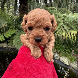 Gorgeous cavoodles need new home! /Cavoodle/Female/Younger Than Six Months,We have had a beautiful litter of toy cavoodlesmale & female - red, apricot & black availablethat need to find their forever homes as of next week. They are great around other dogs & children. Super affectionate & relaxed personalities.The cavoodle is a hybrid of a cavalier king charles spaniel and a poodle toyThe cavoodle is a lively and very affectionate companion. They enjoy being part of the family unit and love to participate in the activities of the day. Cavoodles have a very gentle nature and can make wonderful companions for children. They can adapt to living in a small home or apartment as long as they receive adequate daily exercise.Weight/Height Range5-12kg and 25- 38cm depending on the breed of the parents.Why buy a puppy with us? All our puppies at Sydneytoypoodles are extremely well looked after & LOVED all our puppies are- All our puppies are vaccinated with a full health vet check from an award winning vet- All our puppies are wormed & microchipped & come with registration forms & all other appropriate paperwork- Puppy care package- DNA profiled parents ensuring there is no hereditary health problems- Toilet trained- We provide you with 2 years on going support, if you ever need us we’re one phone call away!AAPDB- 17090Microchip no - 900012456347701Please keep in mind -If a Poodle puppy price sounds too good to be true, their welfare is likely to have been compromised at some point to make that possible!Also bear in mind that even though a puppy seems expensive, the upfront cost is just a tiny fraction of how much you’ll have to pay to keep them over their lifetime.For serious enquires or to organise for a FaceTime or meetup, please call or messageotherwise please free to visit our website to keep up to date with future litters