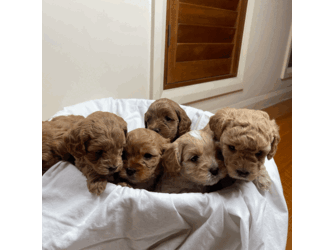 Toy Cavoodle puppies 5 available/Cavoodle/Female/Younger Than Six Months,