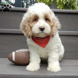 Ricco/Cockapoo									Puppy/Male	/9 Weeks,Prepare to fall in love!!! My name is Ricco and I’m the sweetest little F1 cockapoo looking for my furever home! One look into my warm, loving eyes and at my silky soft coat and I’ll be sure to have captured your heart already! I’m very happy, playful and very kid friendly and I would love to fill your home with all my puppy love!! I am full of personality, and ready for adventures! I stand out above the rest with my beautiful apricot and white coat!!… I will come to you vet checked, microchipped and up to date on all vaccinations and dewormings . I come with a 1-year guarantee with the option of extending it to a 3-year guarantee and shipping is available! My mother is Tia, our sweet 19# AKC cockaer spaniel with a heart of gold and my father is Atlas, a 16# AKC red mini poodle ! Both of the parents are on the premises and available to meet and they are both genetically tested!! Why wait when you know I’m the one for you? Call or text Martha to make me the newest addition to your family and get ready to spend a lifetime of tail wagging fun with me! (7% sales tax on in home pickups)