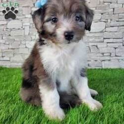 McCORD/Mini Aussiedoodle									Puppy/Male	/7 Weeks,LOOK AT ME!A healthy happy friendly fluffy little puppy. Family raised in the rolling hills of Holmes County where we play outside every day. Come meet me or I can be transported to your front door for a small additional fee. Text or call for more information. 