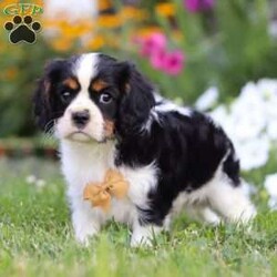 Asher/Cavalier King Charles Spaniel									Puppy/Male	/9 Weeks,Looking for a furry companion that melts your heart with every wag of their tail? Meet Asher. He is a AKC Cavalier who embodies charm, playfulness, and unconditional love. With his silky coat and expressive eyes, he’s just waiting for you to make him your cherished family member. Each puppy is raised with care, ensuring they’re well-socialized and ready to bring joy into your home. Whether you’re seeking a loyal lap dog or a lively playmate, our Cavalier puppies are perfect for families of all sizes.