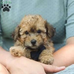 Nico/Miniature Poodle									Puppy/Male	/11 Weeks,Meet Nico the cutest Mini Poodle puppy who embodies the perfect blend of sweetness and spunk. With a fluffy, wavy coat he is an absolute joy to snuggle his round expressive eyes twinkle with curiosity and intelligence, revealing a playful spirit that’s ready for any adventure. He has been given the utmost care and attention since day one his perky ears stand at attention capturing every sound in his surroundings with keen interest. Poodles are highly intelligent dogs and are ranked among the most intelligent breeds. They are quick learners and excel in obedience training and various canine sports. Momma to this sweet baby is a Mini Poodle named Molly weighing 12lbs. She is the best momma to her little ones!! Dad is named Travis, he is a Mini Poodle weighing 10lbs. Each pup has been given the utmost care, including the first veterinary check, microchipped, are current on vaccinations and dewormer and come with our 30 day health guarantee. Whether you’re seeking a playful partner for outdoor activities or a cuddly companion for cozy evenings, this puppy is sure to bring warmth and joy to your home. If you would like to schedule a visit with our baby or have any more questions, please give me a call or text Thanks! Lori Barkman 