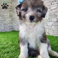 McCORD/Mini Aussiedoodle									Puppy/Male	/7 Weeks,LOOK AT ME!A healthy happy friendly fluffy little puppy. Family raised in the rolling hills of Holmes County where we play outside every day. Come meet me or I can be transported to your front door for a small additional fee. Text or call for more information. 