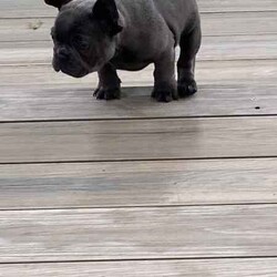 Ready now, stunning purebred French bulldogs /French Bulldog/Female/Younger Than Six Months,Stunning purebred French bulldogs available now 9weeks old Got a choice of 4 stunning frenchies to choose from.2girls - 1x blue colour 1x blue/white2boys - 1x blue colour 1x fawnAll 4 puppies have blue colour eyesAll puppy’s have been vaccinated/microchipped/vet health check. All puppy’s are super healthy have all paperwork. $2500 (ready now)Ayhan ******3525 REVEAL_DETAILS 