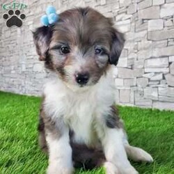 McCORD/Mini Aussiedoodle									Puppy/Male	/7 Weeks,LOOK AT ME!A healthy happy friendly fluffy little puppy. Family raised in the rolling hills of Holmes County where we play outside every day. Come meet me or I can be transported to your front door for a small additional fee. Text or call for more information. 