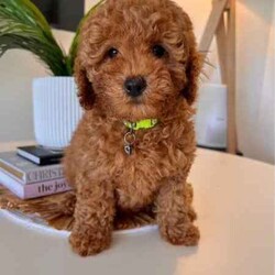 Cavoodle F2 puppies 2 Girls left DNA CLEAR READY TO GO NOW /Cavoodle/Female/Younger Than Six Months,We have a litter of 5 (1 Girl left) Beautiful F2 Cavoodle Puppies ready for their forever homes at 8 weeks old on the 8th of JulyDOB 13/5/24Our puppies are wormed from two weeks of age and will continue to be wormed every two weeks. Our puppies have had thier vaccinations and microchipping done and have passed their health check. You will receive a puppy passport book and we will also provide health certificates from our vet.Potty trainedDaily enrichment/socializationSleep routineCrate/puppy pen familiarPuppies will also come with a puppy pack which includes colar,lead,teddy with mum's scent and a bag of Blackhawk puppy dry puppy food as well as a Lyka whole food human grade nutrition starter pack of wet food option with a discount code for future ordersAlso an information booklet with all the basics to make caring for your puppy as easy as possible.Cavoodles are a great family dog and great for people who have allergies as they have a hypoallergenic coat. They also have a very loving nature they are social love to go for walks and are playful.Cavoodles are very intelligent and make for loyal companions.Cavoodles are great for family’s looking for a beautiful affectionate loving nature smaller dog with hypoallergenic non shedding coatsMum Willow is a F2b Cavoodle (8.1kg)DNA CLEARDad Romeo is F3 Cavoodle (5.8kg)DNA CLEARHIP & ELBOW SCOREDPERFECT TEETHDOUBLE FURNISHEDPhotos of parents aboveWe have 2 girls availableMiss Teal Willow