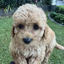 Gorgeous cavoodles need new home! /Cavoodle/Female/Younger Than Six Months,We have had a beautiful litter of toy cavoodlesmale & female - red, apricot & black availablethat need to find their forever homes as of next week. They are great around other dogs & children. Super affectionate & relaxed personalities.The cavoodle is a hybrid of a cavalier king charles spaniel and a poodle toyThe cavoodle is a lively and very affectionate companion. They enjoy being part of the family unit and love to participate in the activities of the day. Cavoodles have a very gentle nature and can make wonderful companions for children. They can adapt to living in a small home or apartment as long as they receive adequate daily exercise.Weight/Height Range5-12kg and 25- 38cm depending on the breed of the parents.Why buy a puppy with us? All our puppies at Sydneytoypoodles are extremely well looked after & LOVED all our puppies are- All our puppies are vaccinated with a full health vet check from an award winning vet- All our puppies are wormed & microchipped & come with registration forms & all other appropriate paperwork- Puppy care package- DNA profiled parents ensuring there is no hereditary health problems- Toilet trained- We provide you with 2 years on going support, if you ever need us we’re one phone call away!AAPDB- 17090Microchip no - 900012456347701Please keep in mind -If a Poodle puppy price sounds too good to be true, their welfare is likely to have been compromised at some point to make that possible!Also bear in mind that even though a puppy seems expensive, the upfront cost is just a tiny fraction of how much you’ll have to pay to keep them over their lifetime.For serious enquires or to organise for a FaceTime or meetup, please call or messageotherwise please free to visit our website to keep up to date with future litters