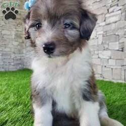 McCORD/Mini Aussiedoodle									Puppy/Male	/7 Weeks,LOOK AT ME!A healthy happy friendly fluffy little puppy. Family raised in the rolling hills of Holmes County where we play outside every day. Come meet me or I can be transported to your front door for a small additional fee. Text or call for more information. 