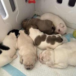 French Bulldog Puppy/French Bulldog/Male/Younger Than Six Months,Ready for new family 22.08.2024Raised with small, big children and other dogs.