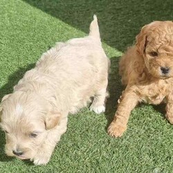 Moodle puppies (Maltese X Toy Poodle) girls and boys/Other/Both/Younger Than Six Months,Call ******1018. REVEAL_DETAILS 11 week old boy toilet trained and using doggy doors ready. Younger litter 2 girls and 2 boys ready to go soon get cuter by the day.. 