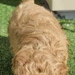 Moodle puppies (Maltese X Toy Poodle) girls and boys/Other/Both/Younger Than Six Months,Call ******1018. REVEAL_DETAILS 11 week old boy toilet trained and using doggy doors ready. Younger litter 2 girls and 2 boys ready to go soon get cuter by the day.. 