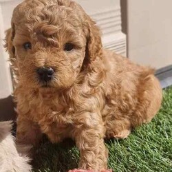 Moodle puppies (Maltese X Toy Poodle) girls and boys/Other/Both/Younger Than Six Months,Call ******1018. REVEAL_DETAILS 11 week old boy toilet trained and using doggy doors ready. Younger litter 2 girls and 2 boys ready to go soon get cuter by the day.. 