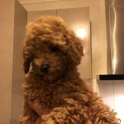 Cute red TOY POODLES. 2 BOYS. DNA cleared./Poodle (Toy)/Male/Younger Than Six Months,We have beautiful 4 red Toy Poodle puppies. All are microchipped and vaccinated. All puppies have been examined by a Veterinarian and are in excellent condition. We are looking for loving families for our prayers. My contact numbers are ******6260 and my email. tsk******@******com. Beaconsfield 3807 REVEAL_DETAILS 