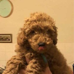 Cute red TOY POODLES. 2 BOYS. DNA cleared./Poodle (Toy)/Male/Younger Than Six Months,We have beautiful 4 red Toy Poodle puppies. All are microchipped and vaccinated. All puppies have been examined by a Veterinarian and are in excellent condition. We are looking for loving families for our prayers. My contact numbers are ******6260 and my email. tsk******@******com. Beaconsfield 3807 REVEAL_DETAILS 