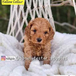 Adopt a dog:6 Beautiful F1B Toy Cavoodle Puppies (4 Males and 1 Female) DNA Clear!//Both/Younger Than Six Months,We have 6 beautiful F1B Cavoodle Puppies From our family dogs, They will be ready on 27th August 2024 (8 weeks old) for their forever homes.They will come Vaccinated, wormed every 2 weeks of age, microchipped, a VET checked, a puppy pack, and 4 Weeks Trupanion Puppy Insurance, and Puppy Birth Certificate.They will be 75% Potty Trained as 25% is depending on how you continue the training. All of Our Puppies are Clear from all of Genetic Diseases.Dad is Apricot Toy Poodle 5kg, and Mum is F1 Cavoodle 6.5 kgThe Parents are loving, loyal with a great temperament and raised in our family home and brought up with children.The parents and puppies are ready to be viewed for a visit or through whatsapp video call.Males (Blue, Green, Orange, Yellow and Red (SOLD) Collar)Females (Pink Collar)We are located near North Richmond, NSWDOB: 02/07/2024We will update of our puppies on Instagram.www.instagram.com/absolutestar_puppies/Fur and Family First Breeder#DS278554