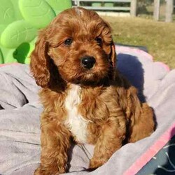 Adopt a dog:Cavoodle Puppies. 1st Gen Cavalier King Charles Spaniel X Mini Poodle/Cavoodle/Male/Younger Than Six Months,Ready for their new homes now!We have a beautiful litter of red and white male cavoodle puppies for sale. They will be ready for their new homes on the 26th July when they are 8 weeks old. They are vibrant healthy pups who have all had a vet health check, 1st vaccination and have been microchipped.Mum is a purebred Cavalier King Charles Spaniel and Dad is a purebred red Minature Poodle making these puppies the sought after 1st Generation cross. Both mum and dad have a very kind and gentle nature and are loved members of the family. They have both been DNA tested from Orivet.Our cavoodles make great family pets and have been carefully and lovingly raised to ensure they have the best possible start to life. They all come with a puppy pack to get them started in their new home.Pink Ribbon Male $1500Purple Ribbon Male SOLDRed Ribbon Male SOLDBlue Ribbon Male SOLDNo ribbon Male $1500Price is negotiable for the right home.Please feel free to contact Rebecca on ******** 798 or Simon on ******** 519 or send a gumtree message for more information or to arrange a viewing at our home. Free delivery to Brisbane, Gold Coast and Sunshine Coast can be arranged. Interstate enquiries welcome. REVEAL_DETAILS RBPA 8418