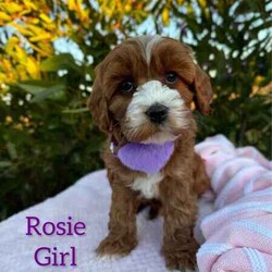 Adopt a dog:Sweet /Cavoodle/Both/Younger Than Six Months,We have 3 pretty girls and 1 handsome boy, looking for their forever homes, they have the most gorgeous coat and beautiful temperament. These sweethearts are READY NOW.These puppies are 1st Generation Cavoodle’s (Cavalier King Charles Spaniel x Mini Poodle). Puppies parents are both approximately 9kgs they are sweet natured family pets, DNA tested with Orivet.Our Puppies come✔️Vaccinated✔️Microchipped✔️Vet Checked✔️Wormed regularly✔️tick and flea treated with nexgard spectra6 weeks complimentary pet insurance and a blanket with mum scent to help settle i