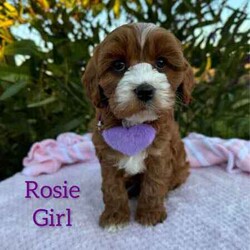 Adopt a dog:Sweet /Cavoodle/Both/Younger Than Six Months,We have 3 pretty girls and 1 handsome boy, looking for their forever homes, they have the most gorgeous coat and beautiful temperament. These sweethearts are READY NOW.These puppies are 1st Generation Cavoodle’s (Cavalier King Charles Spaniel x Mini Poodle). Puppies parents are both approximately 9kgs they are sweet natured family pets, DNA tested with Orivet.Our Puppies come✔️Vaccinated✔️Microchipped✔️Vet Checked✔️Wormed regularly✔️tick and flea treated with nexgard spectra6 weeks complimentary pet insurance and a blanket with mum scent to help settle i