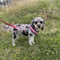 Toy cavoodle puppies DNA CLEAR/Cavoodle/Female/Younger Than Six Months,