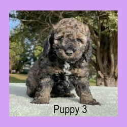 Pure-Bred Miniature Poodle Puppies - DNA clear - Sable and Black/Poodle (Miniature)/Male/Younger Than Six Months,We have 3 beautiful pure-bred boy miniature Poodle puppies available now.One black with a white chin and white stripe down his chest.Two sable in colour with white stripes down their chest. (one pup has a thicker white stripe than the other) - Sable puppies are born black and change colour as they age (up to 2years). The final colour of the pups will be the colour that is currently showing through the black now. They will keep their black ears and tail but the majority of their coat will range from light apricot through to a dusty grey colour – no two are the same.Their parents are miniature poodles. Mum is 33cm tall at the shoulder and weighs around 6.5kgs. Dad is 35cm and weighs about 8.5kgs. Both parents can be viewed in our home at any time.Both parents have been DNA tested and are clear for all of the known miniature poodle diseases.The pups have maintained a strict worming schedule, will have had their first vaccination and will be microchipped at 7 weeks old. They will also come with a written vet health assessment and a 1 year health guarantee per the Responsible Pet Breeders Association requirements.The puppies are raised inside our home and given constant love and attention. They are very friendly and enthusiastic with new people.Being Poodles, they will grow to be active dogs that love their exercise, chasing balls and going for walks. Poodles are known for their intelligence as they learn quickly and easily fit in with your family routine. They have a gentle nature that is suitable for all ages.One thing that sets pure-bred poodles apart is the fact that they are guaranteed to have non-shedding coats. Making them an excellent choice for allergy sufferers or for people who love to have their dog inside but hate the daily hair clean up that comes with it. Because of this, they need regular grooming. It is important their new home understands this and is prepared to keep them well groomed for their health and comfort.For a quick response please text or call Leah on ******** 243 as the gumtree notifications can take some hours to come through. REVEAL_DETAILS 