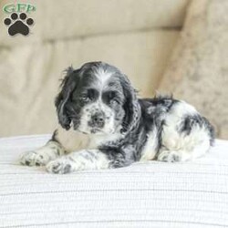 Knight/Cocker Spaniel									Puppy/Male	/June 16th, 2024,Meet our adorable and cuddly Cocker Spaniel puppies! They are family raised and well socialized. Our children love to give them hugs and snuggles. Our puppies come with a 1 year genetic health guarantee , they have been vet checked, and are up to date on dewormer and vaccinations. Call today to schedule a visit with one of our puppies!