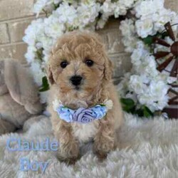 Adopt a dog:Sweetheart /Bichon Frise/Male/Younger Than Six Months,Beautiful Toy Apricot and Cream male Bichoodle puppies READY NOW for their forever families.These sweet puppies are raised with children, with hypoallergenic non shedding curly coats, making them ideal family members.Mum is a pure breed Bichon Frise (6kgs) and dad is a pure breed toy poodle (3.5kgs) both mum and dad are sweet natured family pets, DNA tested with Orivet. Our Puppies come