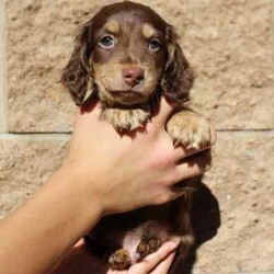 Adopt a dog:cream and cream/ dilute carrier dachshunds/Dachshund/Both/Younger Than Six Months,we have 4 gorgeous babies looking for the best homes .chocolate and cream girl ii Ee $3500 SOLDsilver/black and tan dapple girl Ii Ee $2200chocolate and cream boy ii Ee $2500black and tan girl Ii Ee Dd $2000brought up in our home with other dogs and children.will come with first vaccination, microchipped, wormed, vet/health checked.have been breeding 10 years and send our babies all over Australia for a great price.don't miss out !!!flight to Brisbane $180mdba 13838