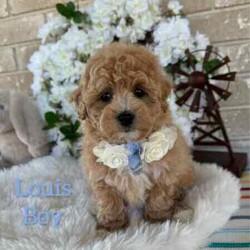 Adopt a dog:Sweetheart /Bichon Frise/Male/Younger Than Six Months,Beautiful Toy Apricot and Cream male Bichoodle puppies READY NOW for their forever families.These sweet puppies are raised with children, with hypoallergenic non shedding curly coats, making them ideal family members.Mum is a pure breed Bichon Frise (6kgs) and dad is a pure breed toy poodle (3.5kgs) both mum and dad are sweet natured family pets, DNA tested with Orivet. Our Puppies come