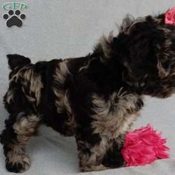 Molly/Cockapoo									Puppy/Female	/8 Weeks,Prepare to fall in love!!!  My name is Molly and I’m the sweetest little F1 cockapoo and I would love to come home with you!!!! One look into my warm, loving eyes and at my silky soft coat and I’ll be sure to have captured your heart already! I’m very happy, playful and very kid friendly and I would love to fill your home with all my puppy love!! I am full of personality, and ready for adventures! I stand out way above the rest with my beautifully marked blue merle coat !!… I have been vet checked head to tail, microchipped and I am up to date on all vaccinations and dewormings . I come with a 1-year guarantee with the option of extending it to a 3-year guarantee and shipping is available! My mother is our sweet Charlotte, a 24# black phantom cocker spaniel with a heart of gold and my father is our beautiful Nimbo, a 13# chocolate merle mini poodle and he has been  genetically tested clear!  I will grow to approx. 17-20# and I will be hypoallergenic and nonshedding! !!… Why wait when you know I’m the one for you? Call or text Martha to make me the newest addition to your family and get ready to spend a lifetime of tail wagging fun with me! (7% sales tax on in home pickups) 