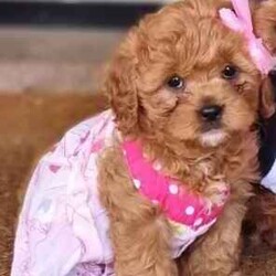 Adopt a dog:TOY CAVOODLE PUPPIE... READY FOR HER FOREVER HOMES /Cavoodle/Both/Younger Than Six Months,Hi, we have only ONE beautiful F1 toy cavoodle puppy left and READY TO GO to her new home . She is baby of our family pets Otto (red toy poodle) and Daisy( King Charles Cavalier). Both Otto and Daisy are DNA tested and clear of any heritage disease.These lovely, playful and affectionate pup was born on the 21st of May 2024 and is growing around a large family and getting lots of love from us.Your fur baby is ready to leave us and go to their forever homes.Your fur baby is microchipped, vaccinated and is also vet health checked ( Vet health certificate will be given)We will also give you a puppy pack when you are taking your fur baby home.You are welcome to meet our puppies and their parents without any obligation.$2100 each ONOFeel free to SMS me or contact via gum tree messenger.I won't respond to email requests