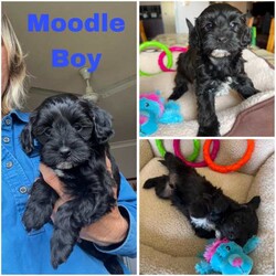 Adopt a dog:Moodle Puppies DNA Clear, Companion, Therapy or Family Dogs/Poodle (Toy)/Both/Younger Than Six Months,*Small Toy Size*Happy and Playful*Gentle and Loving*Great with Children and other pets*Moodles are a Family favourite.*Perfect for Therapy or Support roles* Intelligent and willing to pleaseSuper Cute fluffy "Teady Bear" Moodles2nd Generation, Mum is Toy Poodle and Dad is a tiny Toy Moodle.Both parents are small weighing just 3 -4kgs.1 Black Boy with white chest & chin $15001 Cream Boy as cute as can be! $18001 Black Girl with tiny white chin $18001 Black Girl with white chest & chin $1800Our puppies are raised with love and cuddles and all the activity of a happy home.Puppies Breezed through their health checks, they are wormed, microchipped and VaccinatedPlease be sure you are ready for a puppy BEFORE YOU ENQUIRE, home and yard suitable and you have discussed with family OR LANDLORD first.We are in Queensland near Ipswich if you would like to meet and collect your Puppy, delivery or transport can also be arranged if you are not local to Brisbane / Ipswich.Full Breeders support and information provided.Puppies come with a Puppy Welcome Pack including sample of food, treats, Vaccination record, a favorite toy etc.Available from 17/08/24Sandy ******4416 REVEAL_DETAILS Registered Queensland BreederBIN 0004082092852
