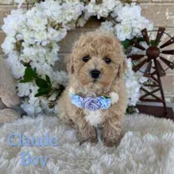 Adopt a dog:Sweetheart /Bichon Frise/Male/Younger Than Six Months,Beautiful Toy Apricot and Cream male Bichoodle puppies READY NOW for their forever families.These sweet puppies are raised with children, with hypoallergenic non shedding curly coats, making them ideal family members.Mum is a pure breed Bichon Frise (6kgs) and dad is a pure breed toy poodle (3.5kgs) both mum and dad are sweet natured family pets, DNA tested with Orivet. Our Puppies come