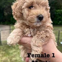 Poodle X Japanese spitz/Poodle (Toy)/Both/Younger Than Six Months,Gorgeous litter of Japoodle puppies up for sale!2 X Male & 2 FemalesDate of birth: 23/6/24Ready for forever home from the 8/9/24✔️Vet Check✔️Microchip✔️Wormed✔️Vaccinated✔️Parents DNA testedNon-shedding / hypoallergenic.Family friendly, great companion dog.Mother: Poodle X Japanese Spitz (party black/ white - 5kg)Father: Toy Poodle (red - 3.7kg)