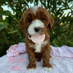 Adopt a dog:Sweet /Cavoodle/Both/Younger Than Six Months,We have 3 pretty girls and 1 handsome boy, looking for their forever homes, they have the most gorgeous coat and beautiful temperament. These sweethearts are READY NOW.These puppies are 1st Generation Cavoodle’s (Cavalier King Charles Spaniel x Mini Poodle). Puppies parents are both approximately 9kgs they are sweet natured family pets, DNA tested with Orivet.Our Puppies come✔️Vaccinated✔️Microchipped✔️Vet Checked✔️Wormed regularly✔️tick and flea treated with nexgard spectra6 weeks complimentary pet insurance and a blanket with mum scent to help settle i