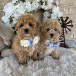Adopt a dog:Sweetheart /Bichon Frise/Male/Younger Than Six Months,Beautiful Toy Apricot and Cream male Bichoodle puppies READY NOW for their forever families.These sweet puppies are raised with children, with hypoallergenic non shedding curly coats, making them ideal family members.Mum is a pure breed Bichon Frise (6kgs) and dad is a pure breed toy poodle (3.5kgs) both mum and dad are sweet natured family pets, DNA tested with Orivet. Our Puppies come