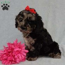 Molly/Cockapoo									Puppy/Female	/8 Weeks,Prepare to fall in love!!!  My name is Molly and I’m the sweetest little F1 cockapoo and I would love to come home with you!!!! One look into my warm, loving eyes and at my silky soft coat and I’ll be sure to have captured your heart already! I’m very happy, playful and very kid friendly and I would love to fill your home with all my puppy love!! I am full of personality, and ready for adventures! I stand out way above the rest with my beautifully marked blue merle coat !!… I have been vet checked head to tail, microchipped and I am up to date on all vaccinations and dewormings . I come with a 1-year guarantee with the option of extending it to a 3-year guarantee and shipping is available! My mother is our sweet Charlotte, a 24# black phantom cocker spaniel with a heart of gold and my father is our beautiful Nimbo, a 13# chocolate merle mini poodle and he has been  genetically tested clear!  I will grow to approx. 17-20# and I will be hypoallergenic and nonshedding! !!… Why wait when you know I’m the one for you? Call or text Martha to make me the newest addition to your family and get ready to spend a lifetime of tail wagging fun with me! (7% sales tax on in home pickups) 