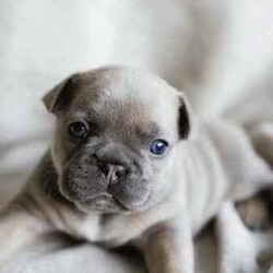 Adopt a dog:French Bulldogs - Blue Tan, Blue Cream, Blue Fawn/French Bulldog/Both/Younger Than Six Months,Purebred French BulldogsThe time has come to start looking for our babies forever home